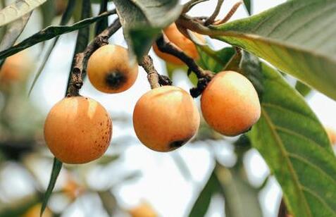 枇杷叶加什么止咳最佳，枇杷叶怎么熬水治咳嗽