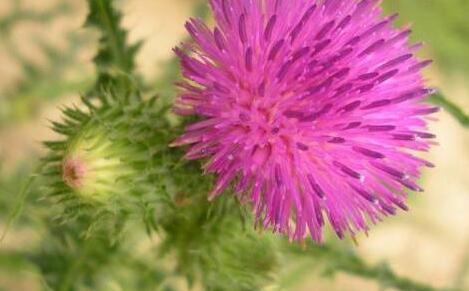 水飞蓟的功效与作用，水飞蓟的禁忌