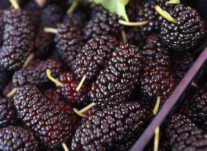 桑葚对阴茎有什么好处？