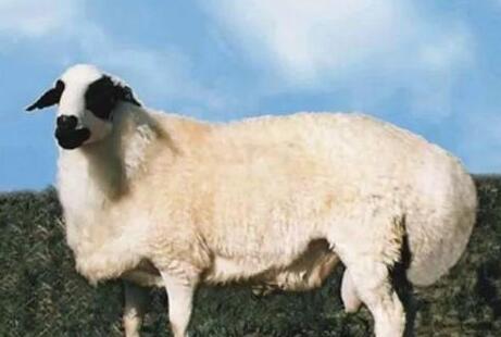 羊胎素什么，羊胎素的功效与作用及禁忌