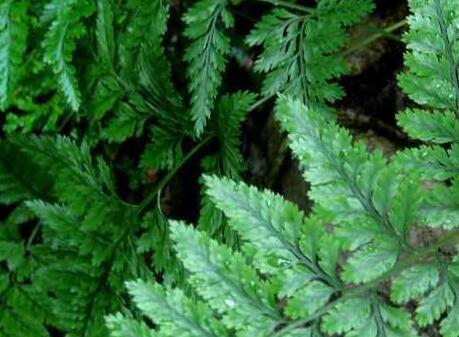 骨碎补什么人不能吃，中药骨碎补的神奇功效