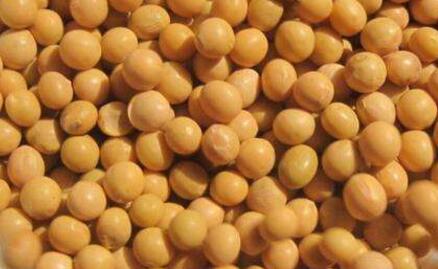 黄豆一天吃多少最好？黄豆的功效与作用及禁忌