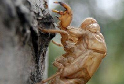 蝉蜕的读音是什么，蝉蜕什么人不能吃