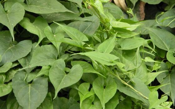 何首乌泡水喝的功效，何首乌图片大图