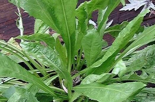 菊苣怎么读，菊苣的功效与作用禁忌