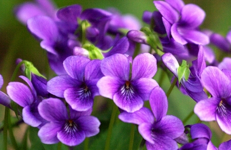 紫花地丁泡水喝的功效，紫花地丁的禁忌