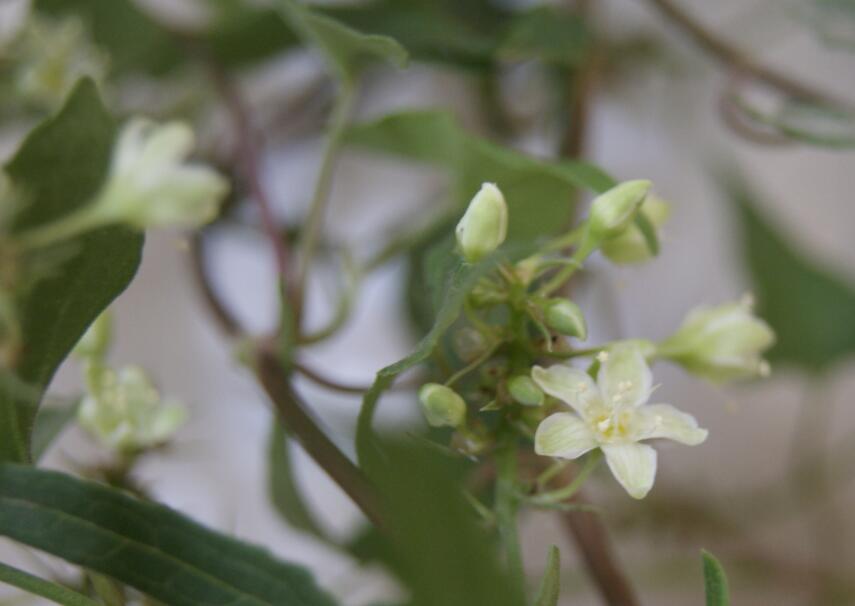 何首乌泡水喝的功效，何首乌图片大图