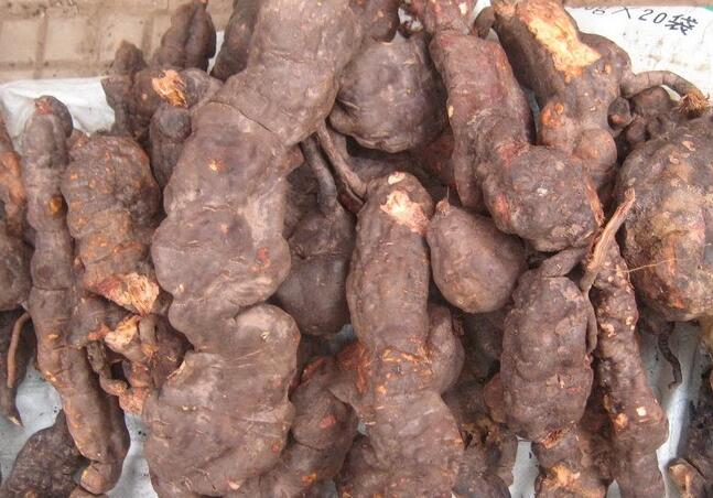 何首乌泡水喝的功效，何首乌图片大图