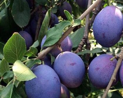 新鲜西梅的功效与作用及吃法