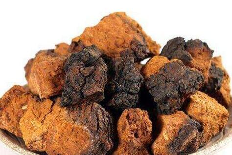 桦树茸的功效与作用，桦树茸不适合什么人喝