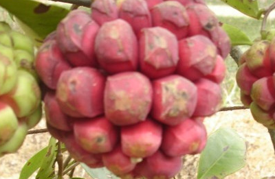 黑老虎水果怎么吃，黑老虎水果有什么功效