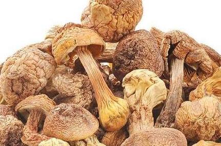 姬松茸哪些人不能吃，姬松茸的功效与禁忌