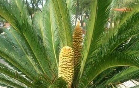 铁树叶煮水有毒吗，铁树叶煮水功效与作用