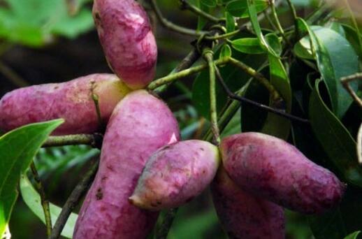 八月瓜孕妇可以吃吗，哪些人不能吃八月瓜