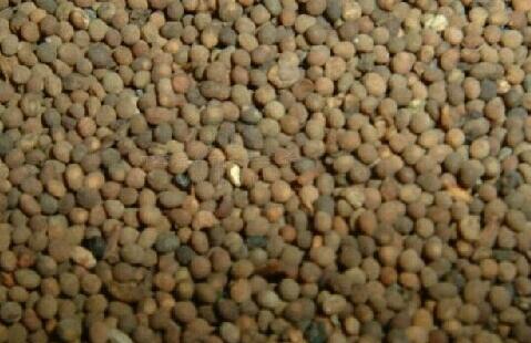 菟丝子泡水喝的功效，菟丝子泡水喝会壮阳吗