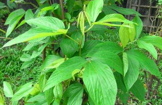 什么人不能吃千斤拔？千斤拔的药效有哪些？