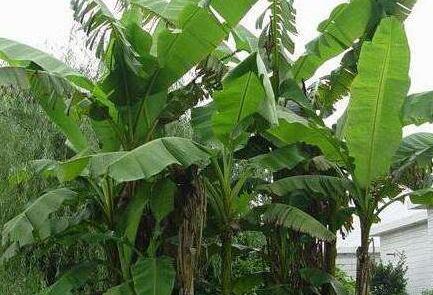 一天吃了10根芭蕉会怎么样，芭蕉的功效与作用禁忌