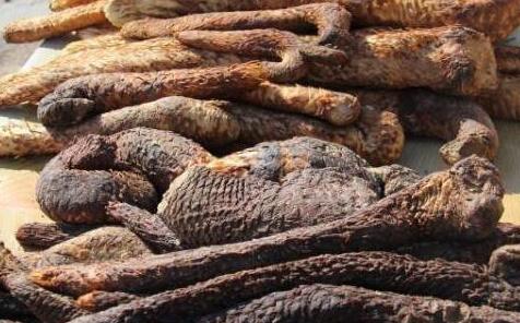 苁蓉的价格：肉苁蓉多少钱一斤