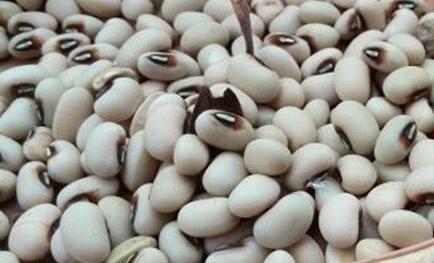 眉豆的功效与作用及食用方法