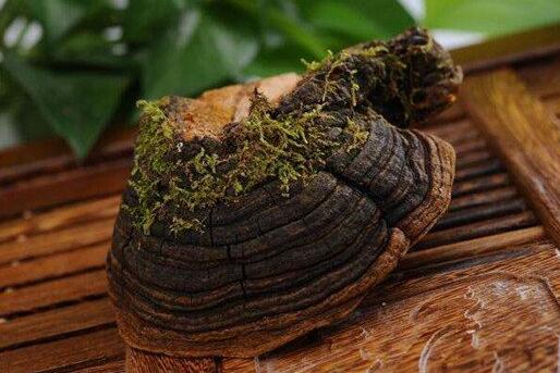 什么人不能喝桑黄,吃了一个月的桑黄后