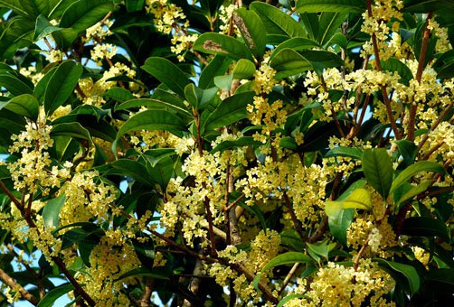 桂花的功效与作用,桂花的禁忌人群