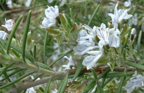 迷迭香的功效与作用，迷迭香怎么吃？