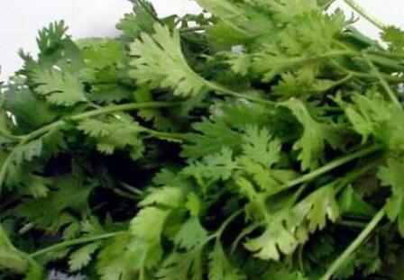 香菜怎么做好吃，芫荽和香菜的区别