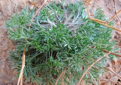 白蒿的功效与作用，白蒿泡水喝的禁忌