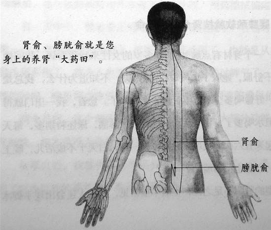 膀胱俞穴怎么找？膀胱俞的准确位置图和作用