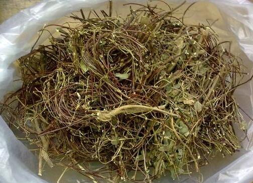 鸡骨草不能和什么同吃，鸡骨草图片