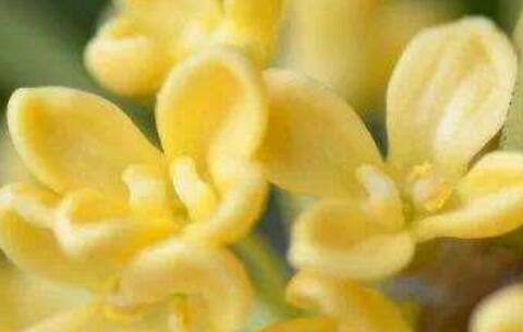 桂花茶可以天天喝吗？桂花的功效与作用及禁忌