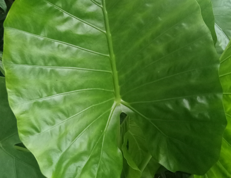 续断的作用与功效