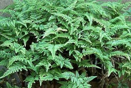 一味骨碎补治腰椎间盘突出