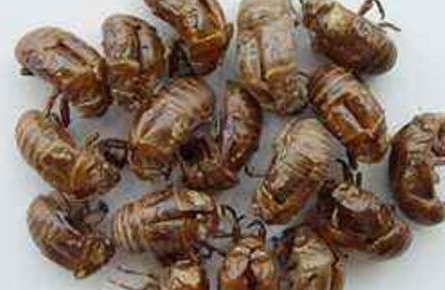 蝉蜕的价格，今年蝉壳多少钱一斤