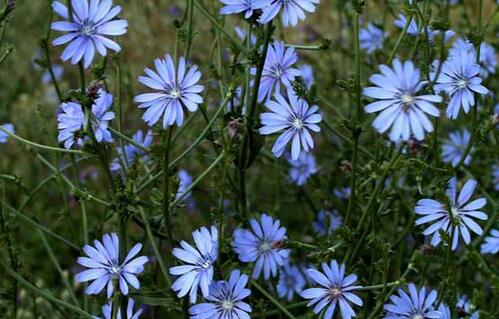 菊苣别名叫什么，菊苣是什么样子的