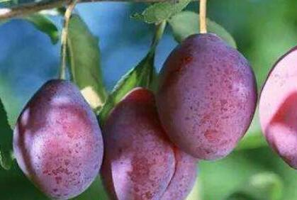 西梅水果的功效与作用是什么？