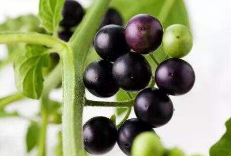 龙葵果和黑枸杞的区别，黑枸杞和黑天天有什么区别