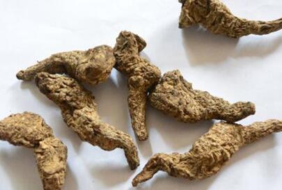 生地的功效与作用及食用方法