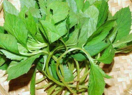 苦菜的功效与作用，苦菜的禁忌