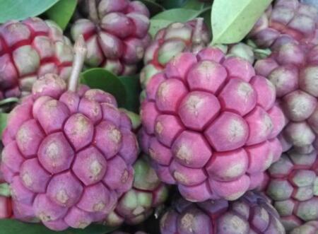 黑老虎的功效与作用及禁忌