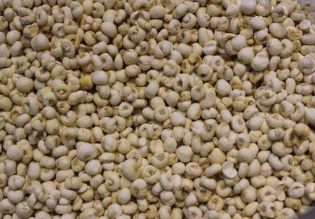 川贝的功效与作用及禁忌