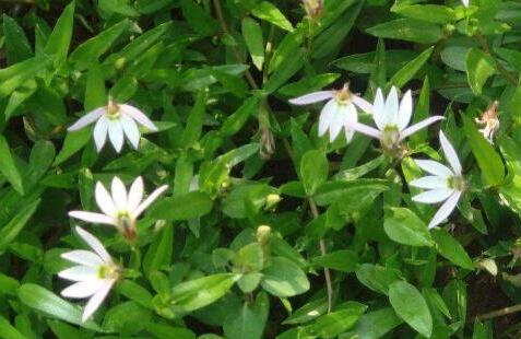 半边莲的功效与作用,半边莲的禁忌