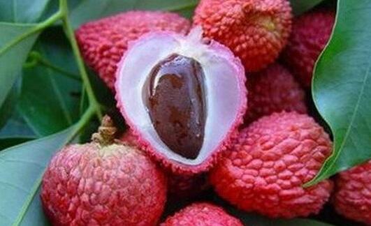 荔枝核的功效与作用及禁忌