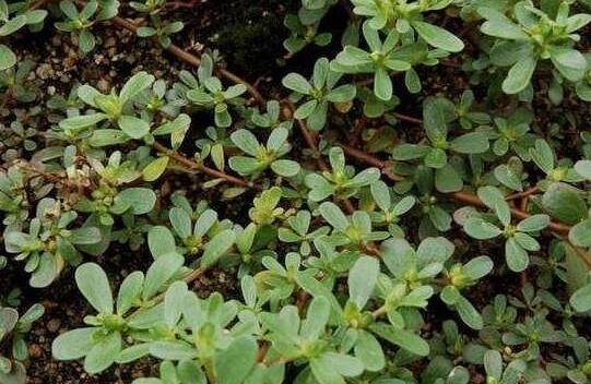 马齿苋泡水喝的功效，长期吃马齿苋的危害