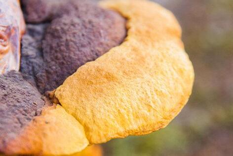 女人喝桑黄有什么好处，桑黄的吃法