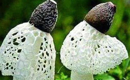 竹荪怎么读，竹荪的功效与作用禁忌