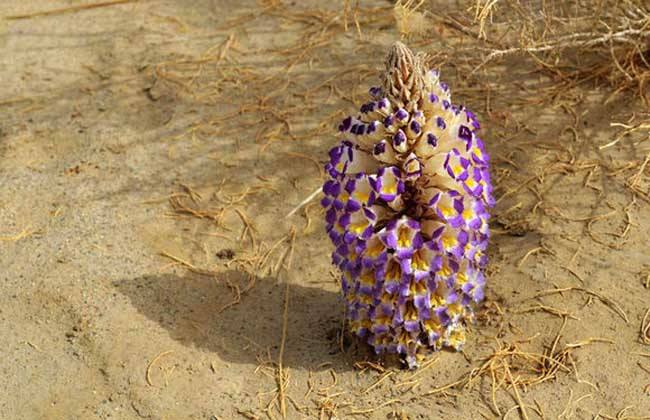 大芸的功效与作用及食用方法