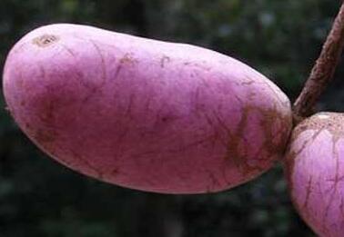 八月瓜好吃吗，八月瓜的口感像什么