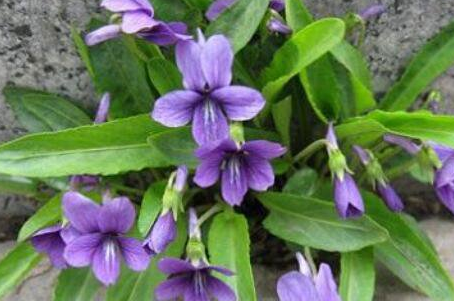 紫花地丁药膏的功效与作用,紫花地丁药膏多少一盒