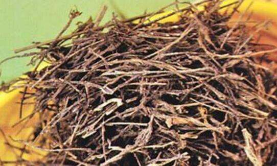 独脚金的功效与作用及食用方法